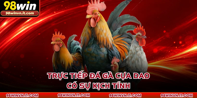 Trực tiếp đá gà cựa dao có sự kịch tính